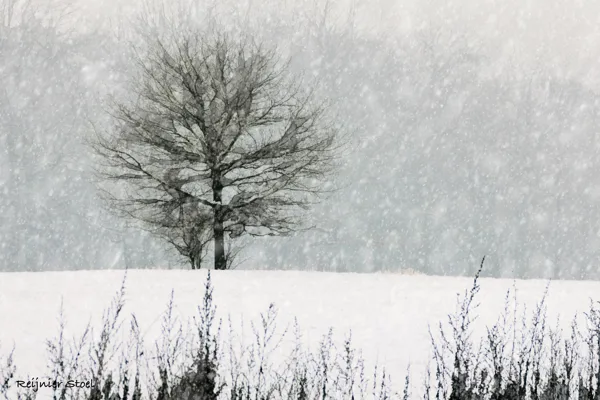 Boom in sneeuw-edit