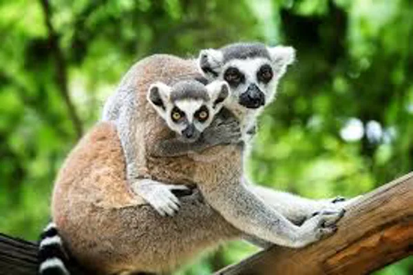 Dierentuin