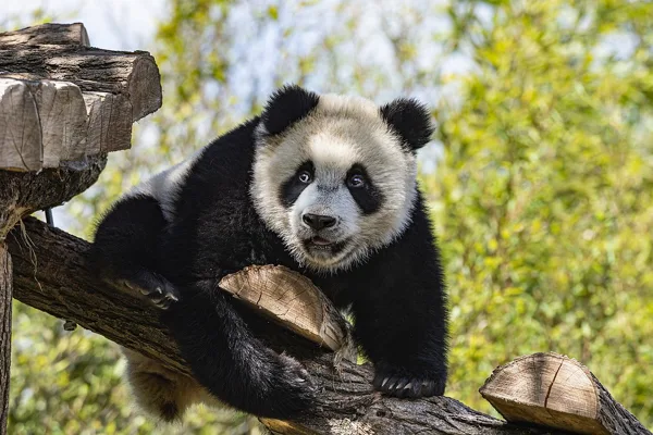 Pairi Daiza