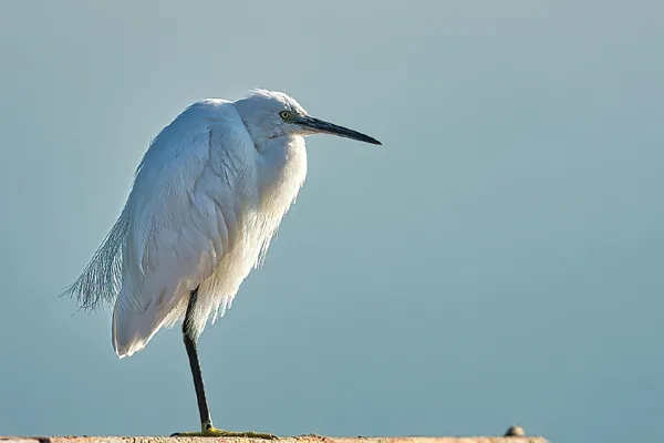 sized_Vogel