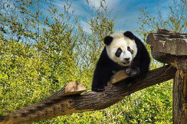 sized_Panda