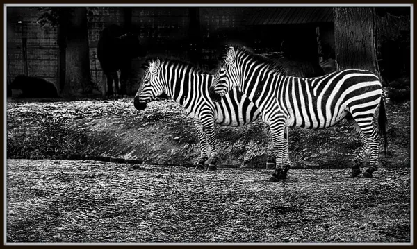 sized_zebra's
