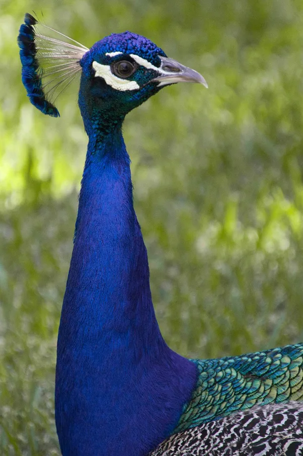 sized_Koningspauw