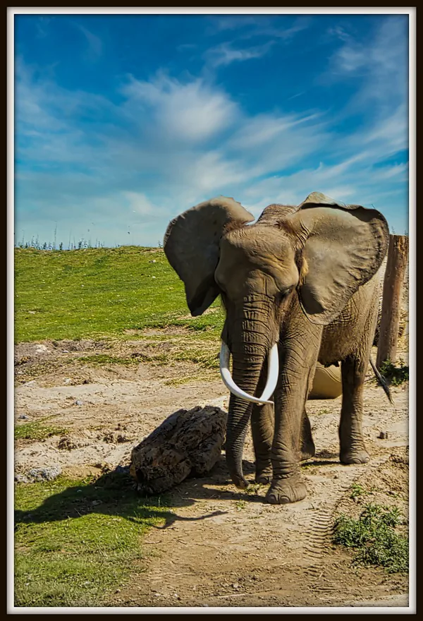 sized_Olifant