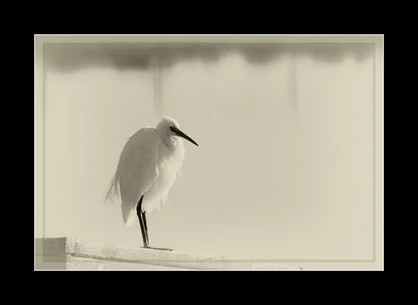 sized_wit