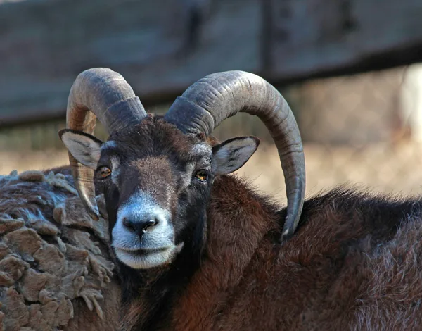 sized_Ram