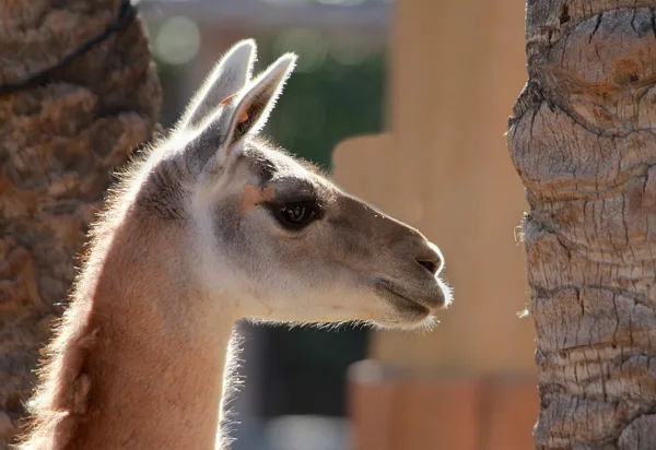 sized_Lama
