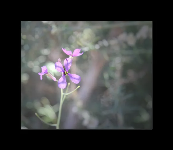 sized_bloem