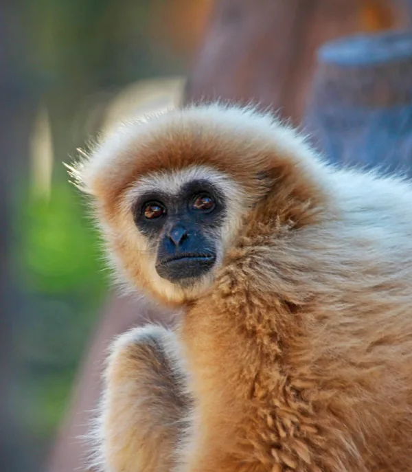 sized_Gibbon
