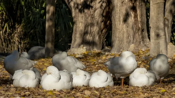 sized_Patos