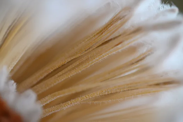 Macro Photography
