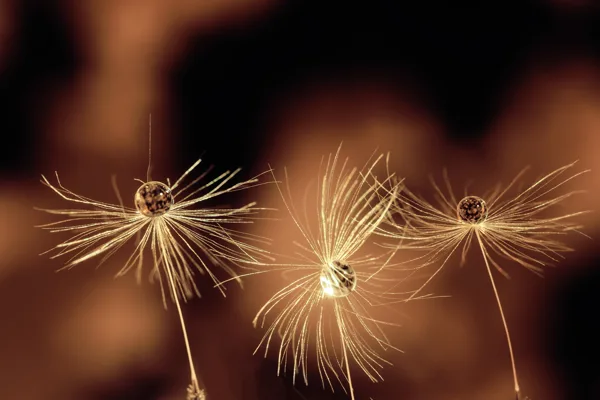 Macro Photos