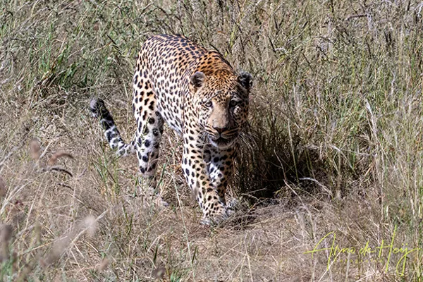 Namibie