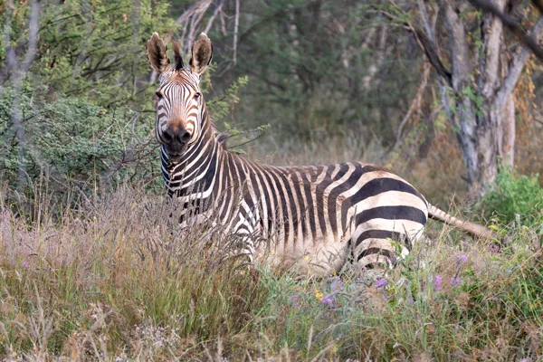 Namibie