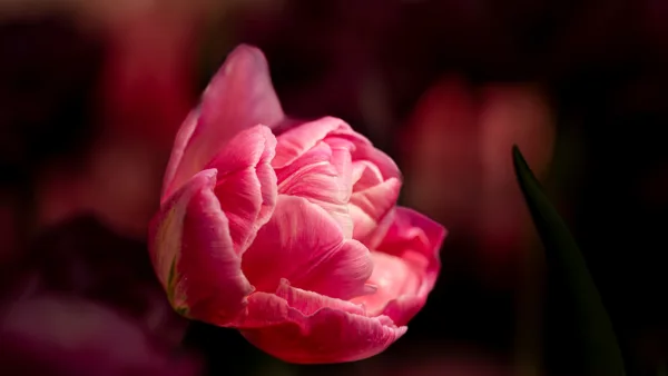 Fotogalerij - Macro