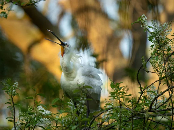 Vogels