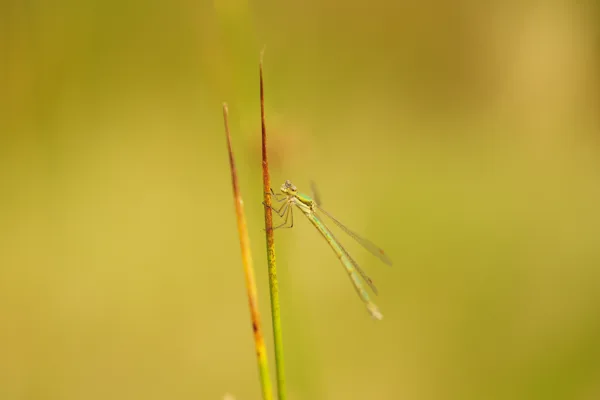 Fotogalerij - Macro