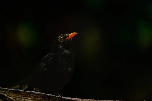 Fotogalerij - Foto van de Maand