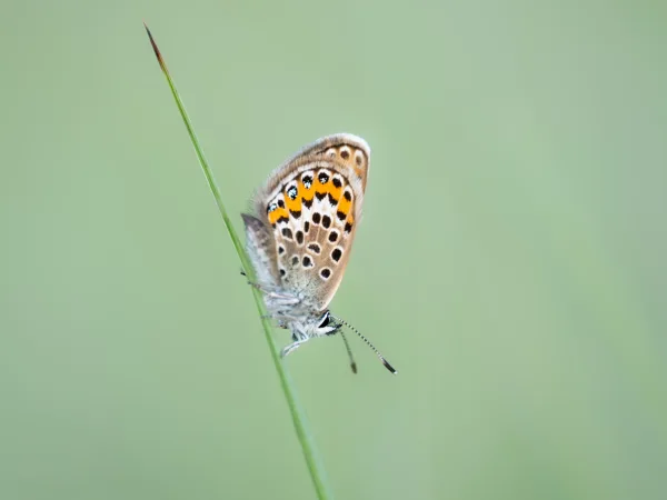 Fotogalerij - Natuurfotgrafie 3 daagse Drenthe