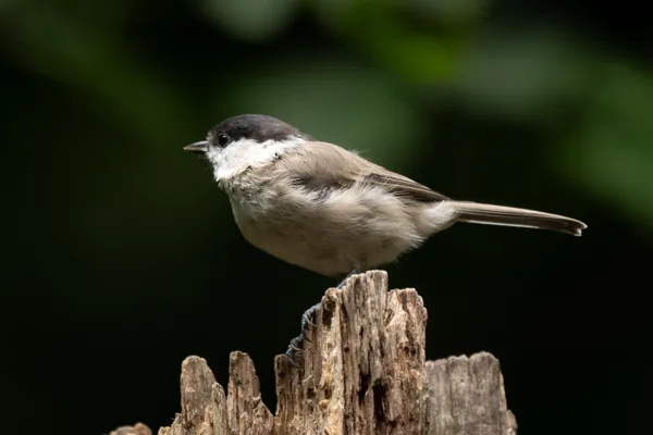 Vogels Drenthe 3 daagse