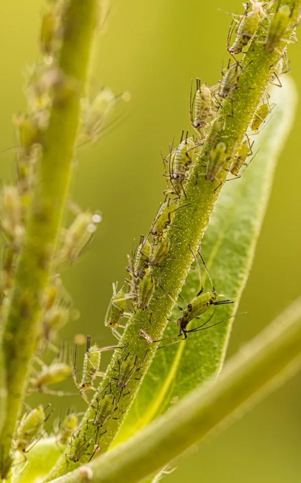 Luizen op de Beemdkroon