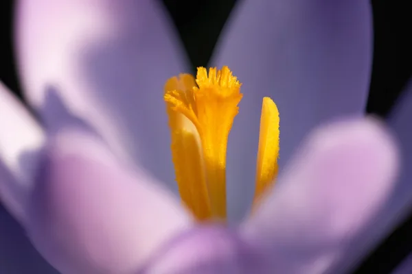 lente