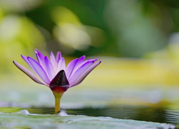 Waterlelie in Hortus