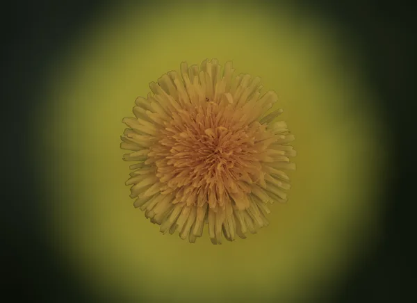 Een Wereld van Bloem