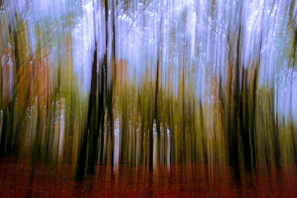 Fotogalerij - Boom en Bos