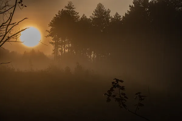 Boom en Bos