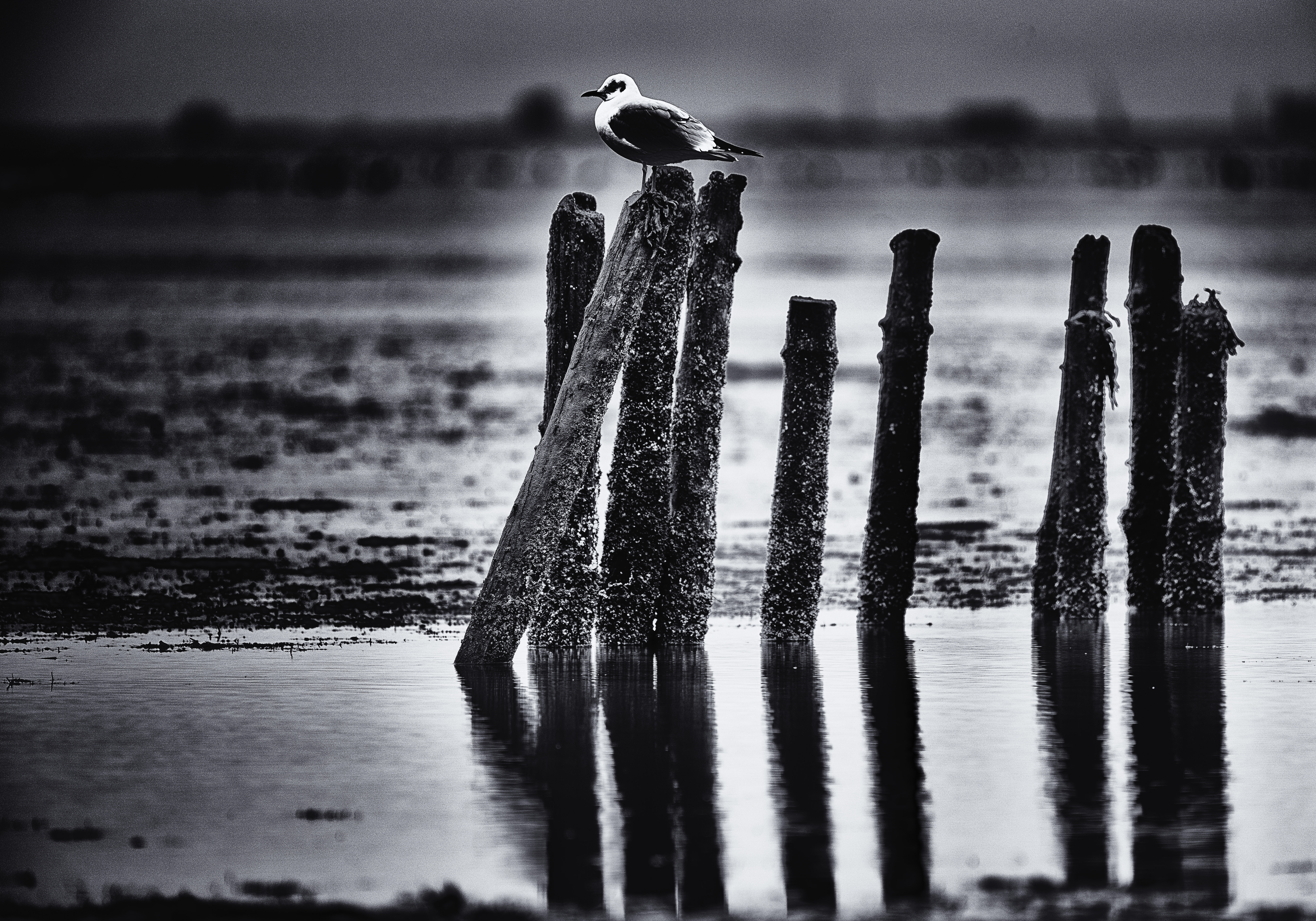 Strandlandschappen 28