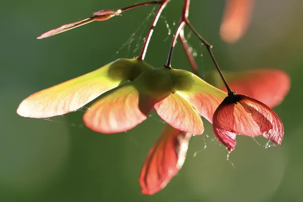 Macrofotografie in tuin Tejo