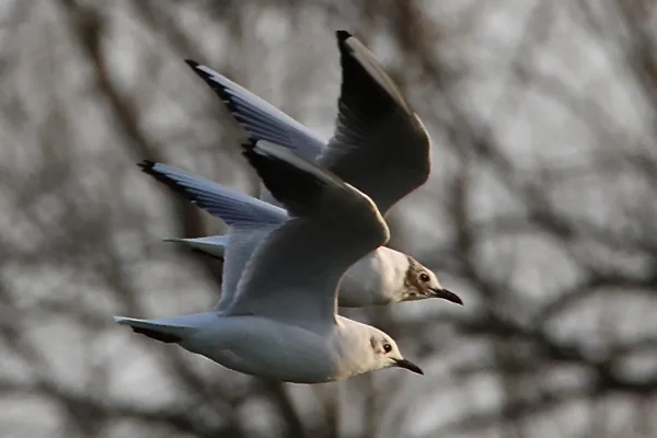 Vogels in vlucht