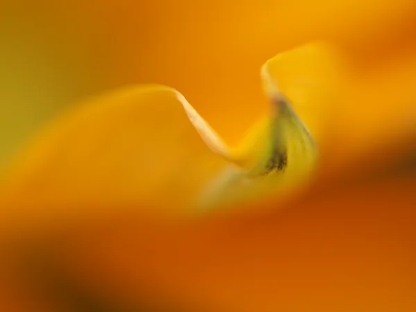 macro5