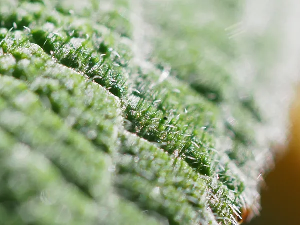 macro7
