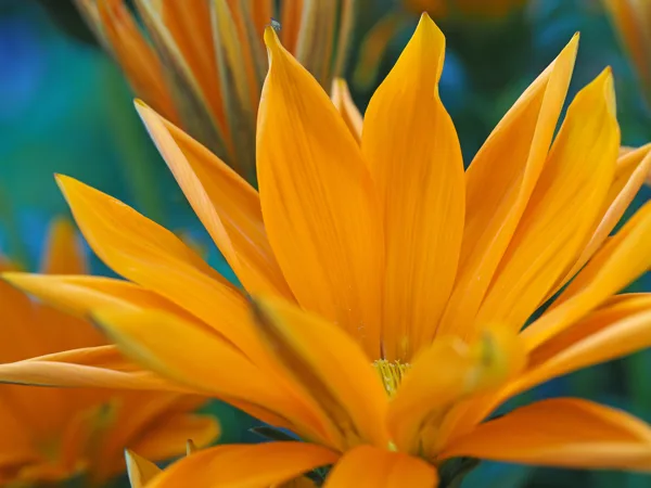 macro2
