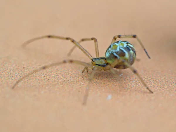 macro10