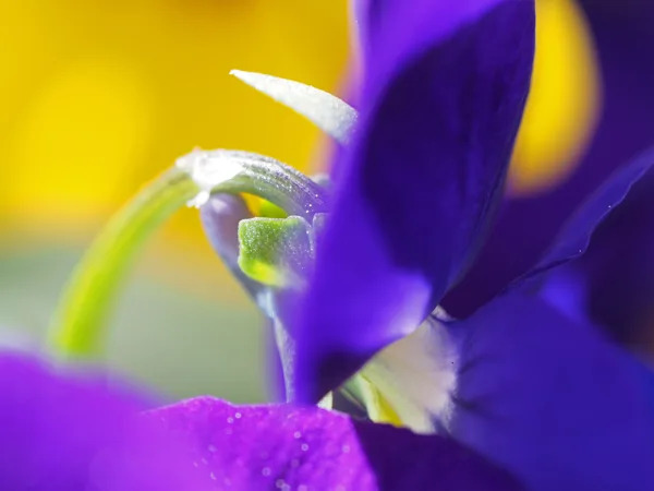 Bloemen1