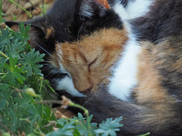 Lapjepoes