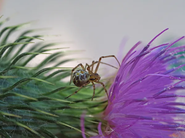 macro spin2