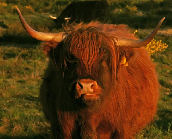 schotse hooglander