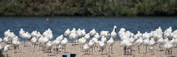 Vogels spotten