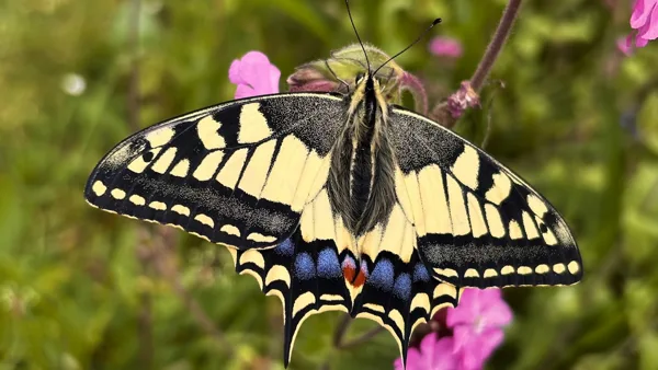 Vlinders en insecten