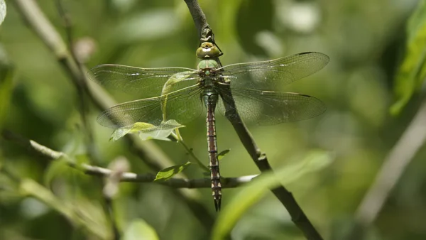 Macro