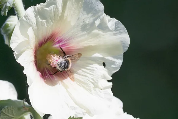 Insecten