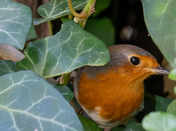 Vogels