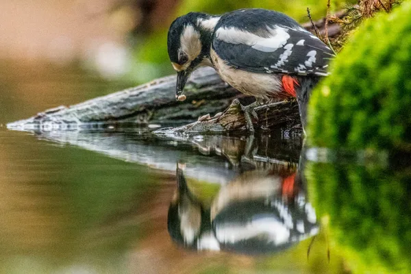 Vogels
