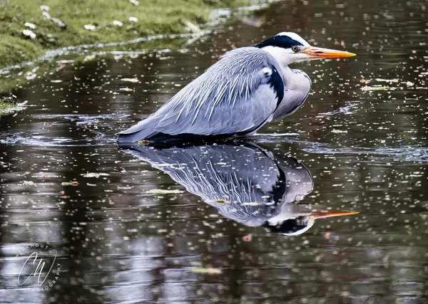 240319-NIKON Z 9-Reiger-in-park-1