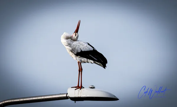 231109-NIKON Z 9-NIKKOR Z 180-600mm f-5.6-6.3 VR-1