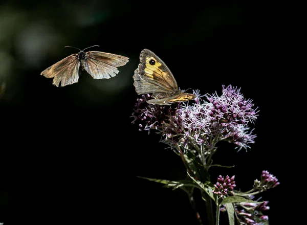 240805-NIKON Z 9-2024-08-05-120552-400 mm--2